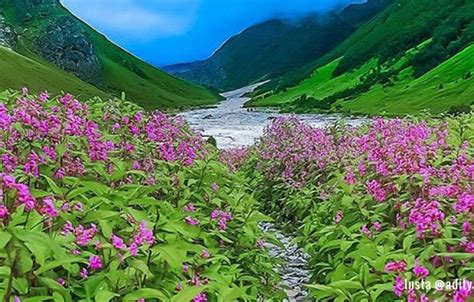 Valley of Flowers and Hemkund Sahib Trek – Desi Nomadz