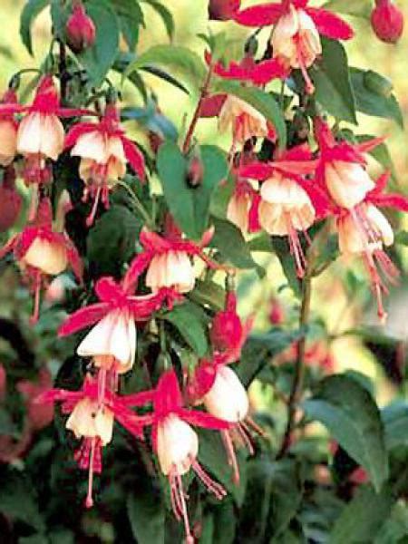 Fuchsia Madame Cornelissen Fuchsia Le Jardin Du Pic Vert