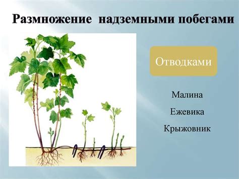 Размножение ползучими побегами - презентация онлайн