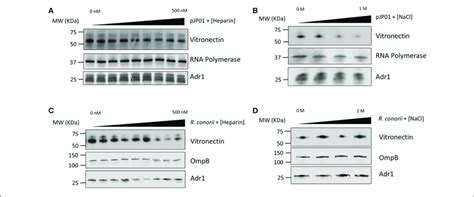 Vitronectin Binding To E Coli Expressing Adr1 Or R Conorii A B