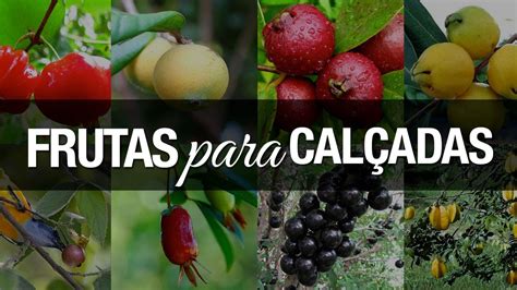 As melhores árvores frutíferas para calçadas YouTube