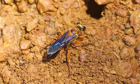 10 Texas Wasps To Know And Appreciate Native Backyards