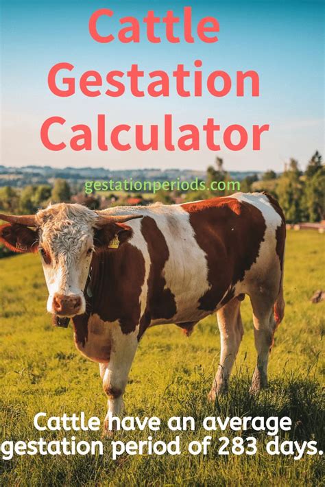 Cattle Gestation Calculator To Determine The Calving Or Due Date Of A