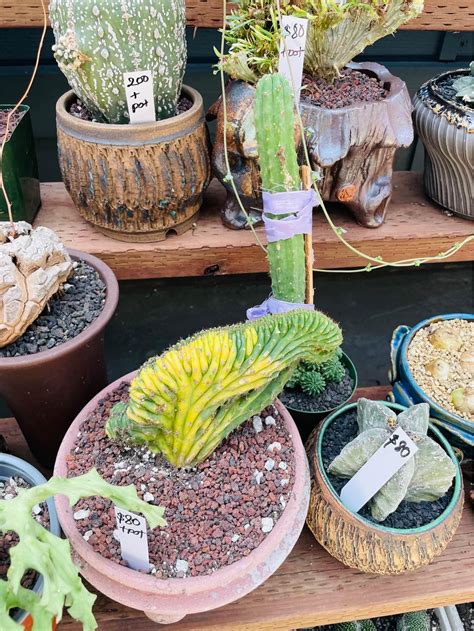 Cactus & Succulent Buy, Sell & Trade Market | MIMI’s NURSERY | Facebook