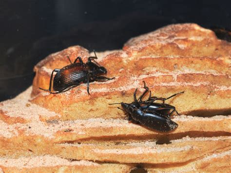 The Online Zoo Pinacate Beetle