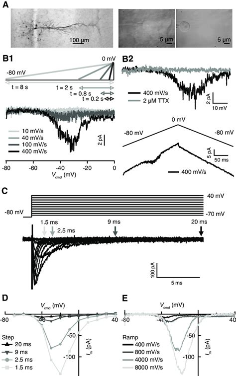 Slowly inactivating, subthreshold Na current in hippocampal CA1 ... 