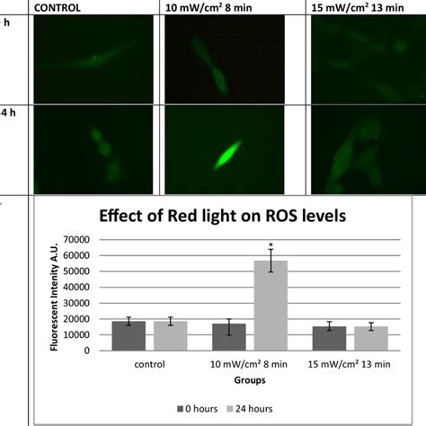 A Intracellular ROS Levels In 3T3 Cells 0 And 24 H After The Treatment