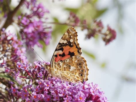 Distelvlinder Painted Lady Vanessa Cardui Framepile Flickr