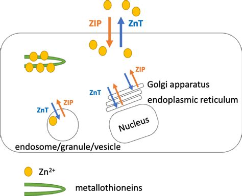 Cellular Zinc Homeostasis Cellular Zinc Is Controlled By The