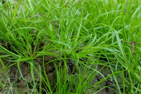 Carex Muskingumensis Commonly Called Palm Muskingum Sedge Small Green