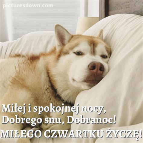 Obrazek Spokojnej Nocy Na Czwartek Husky Picturesdown