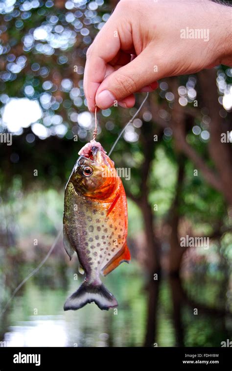 Amazon Rainforest Piranha Fishing In The Amazon River Near Manaus