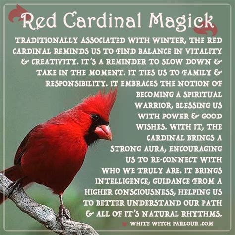 red cardinal, symbolism, bird, animal, totem, spirit, nature, medicine ...