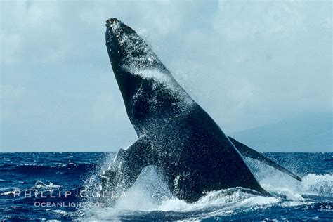 Humpback Whale Megaptera Novaeangliae Maui Hawaii 00388