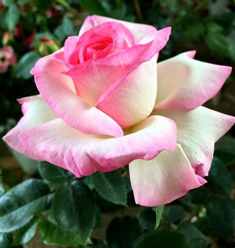 A Pink And White Rose Is Blooming In The Garden