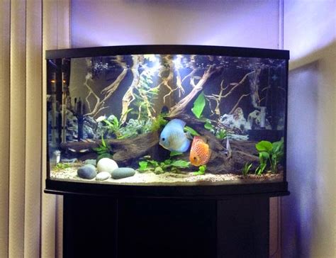 Kaylen S Discus Blog My Discus Aquarium