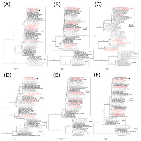 Phylogenetic Trees Of The Nucleotide Sequences Of The Ha A And Na B