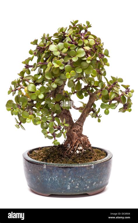 Dwarf Jade Plant Portulacaria Afra As Bonsai Tree Stock Photo Alamy