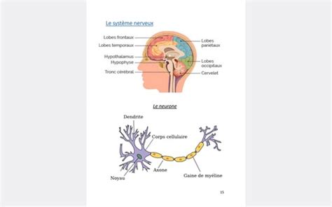 M3 Système nerveux Cartes Quizlet