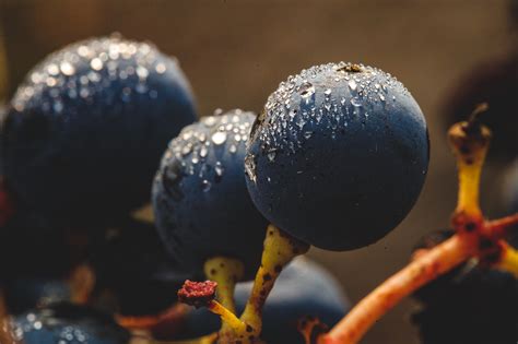 Vini Da Lieviti Indigeni E Fermentazione Naturale Del Vino