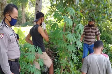 Jatuh Dari Pohon Kelapa Warga Turi Sleman Meninggal Di Lokasi