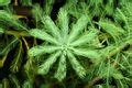 Myriophyllum aquaticum - Wikimedia Commons