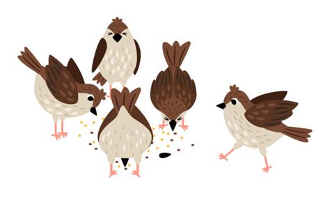20 Cartoon Chicken Eating Seeds Stock Illustrations Royalty Free