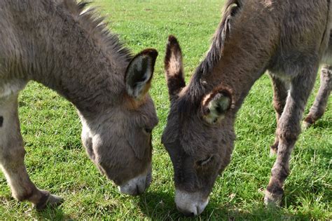 Más De 1 000 Imágenes Gratis De Burros Y Naturaleza Pixabay