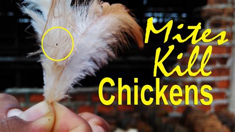 Red Mites In Chicken Bird Mites Parasitic Disease In Poultry Youtube