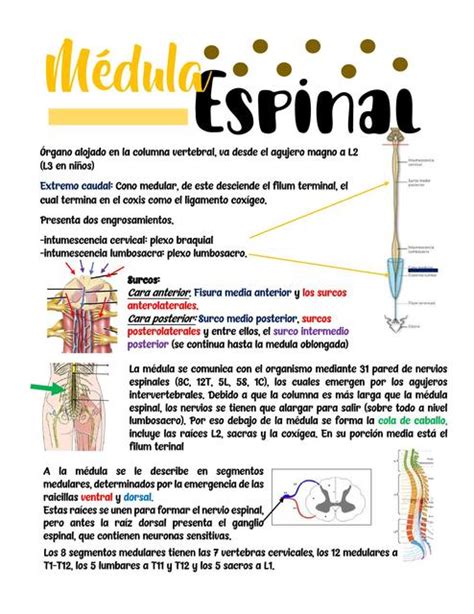 Médula Espinal Anatomía Lena Udocz