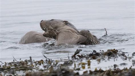 Eurasian Otters Mating In A Scottish Loch Youtube