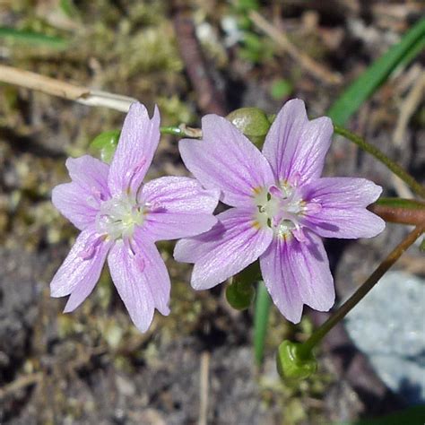 Pink Purslane