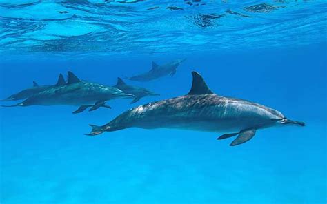 Dolphin Conservation - Dolphin Facts and Information