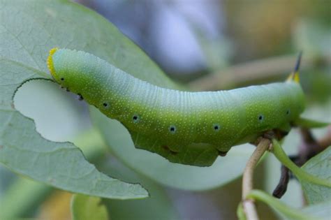 Sphinx Moth Pupa Care