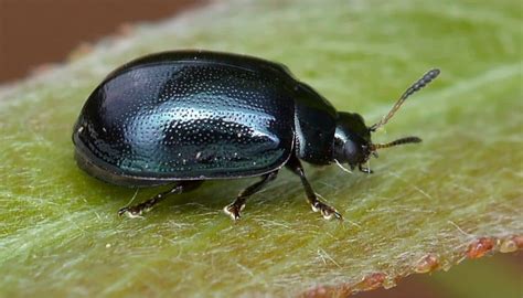 Tiny Black Jumping Bugs In Carpet Carpet Vidalondon