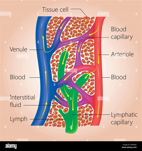 Capillaries Diagram Hi Res Stock Photography And Images Alamy