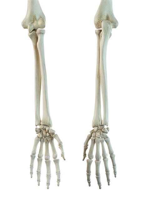 Human Arm Bones Photograph by Sciepro | Pixels