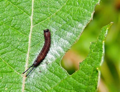 Mariposas Y Orugas Volvoretas E Eirugas Diciembre