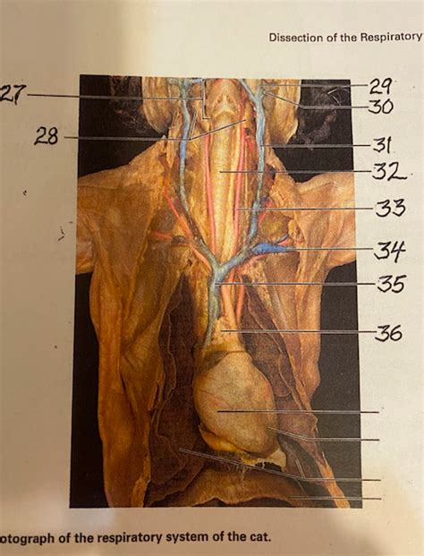 Respiratory System Cat Diagram Quizlet