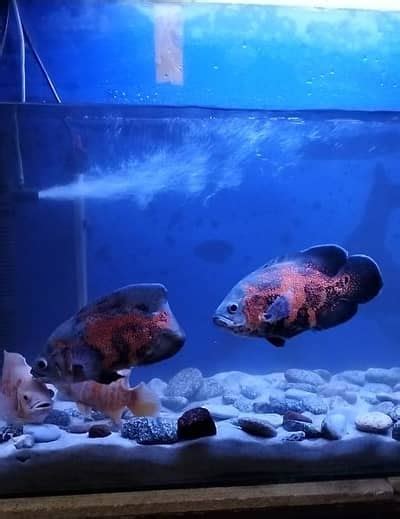 Tiger Oscars And Albino Oscars For Sale Fish