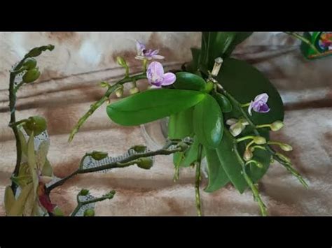 Удобрение для орхидей. Мой опыт. Орхидея фаленопсис Виолет Квин Violet ...