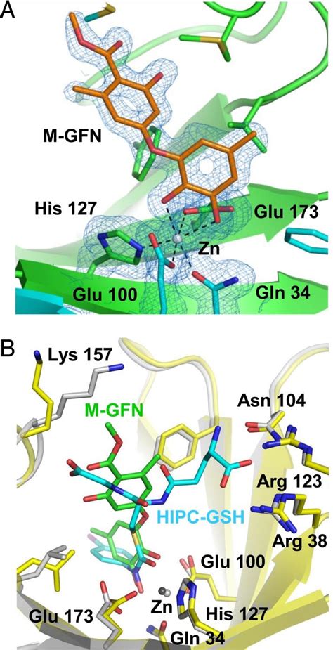 Cocrystal Structure Of Glo Complexed With M Gfn A Structure Of