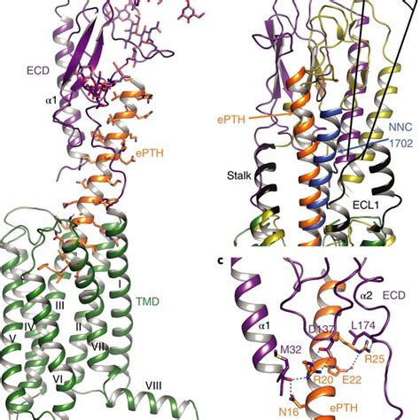 Serotonin Directly Increases Pthrp Synthesis In The Mammary Gland And