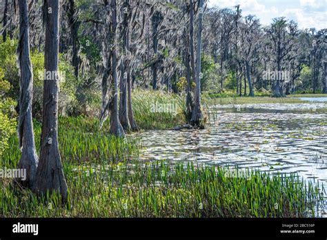 Florida Bald Cypress Trees With Spanish Moss Along The Shoreline Of