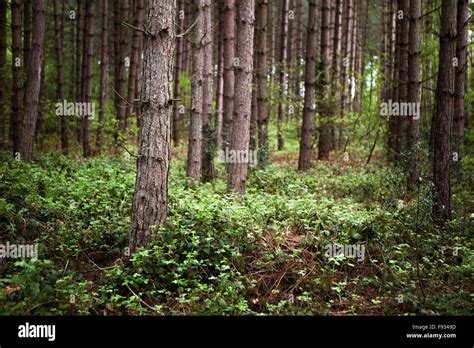 A Woodland Clearing By A Swamp Or Bog Hi Res Stock Photography And