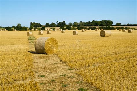 Harvest Landscape Near Tetbury Gloucestershire Uk Stock Photo Image