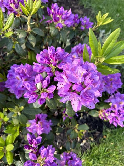 What Wrong With My Rhododendron Some Brown Spots On Leaves A Lot Of White Specks Just