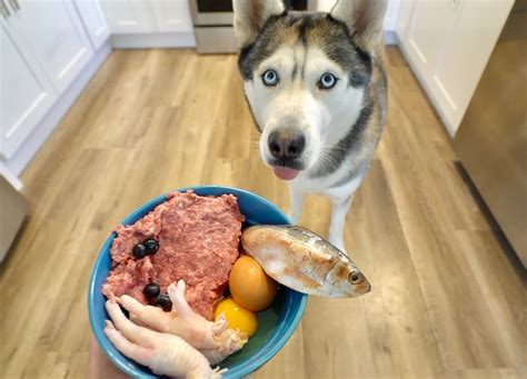 4 Steps To Choose A Healthy Dog Diet Egypuppy Pet Shop Online