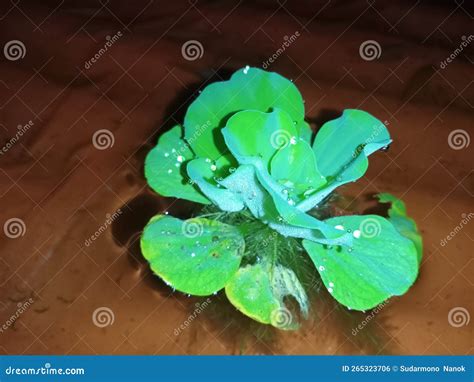Teratai Flower Stock Photo Image Of Ecosystems Build 265323706