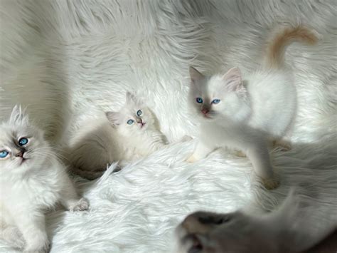 Neva Masquarade Sibirische Katze Kitten Katzenbabys Mit Stammbaum